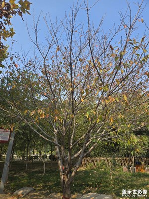 【秋冬時(shí)光】+公園掠影