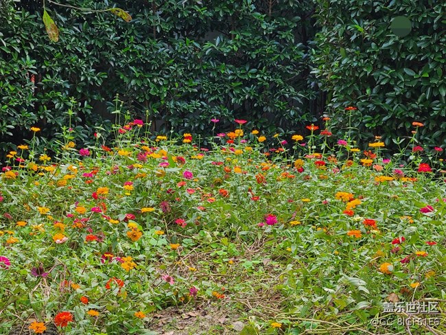 【城市的秋日印記】秋天的公園