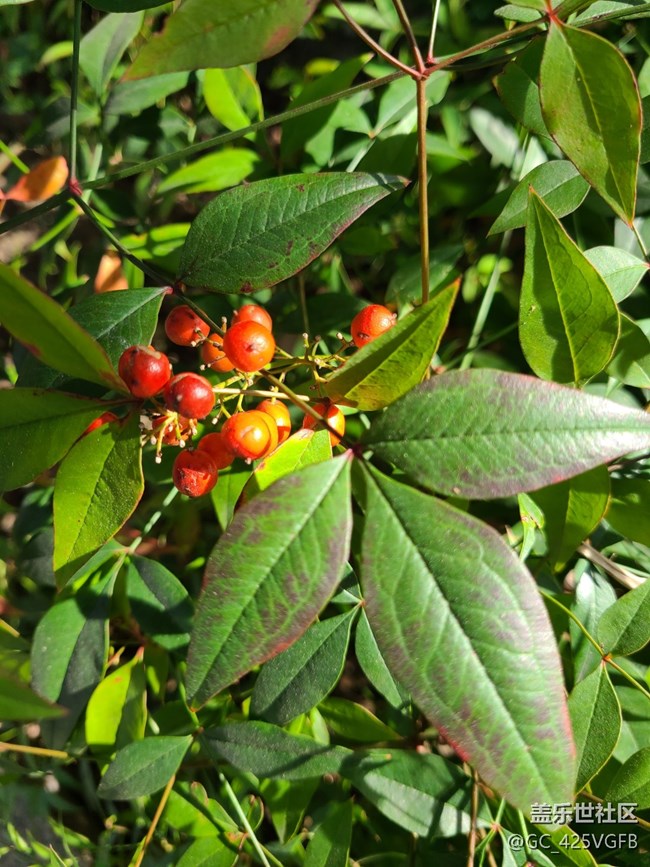 【紅韻流彩】紅韻秋天