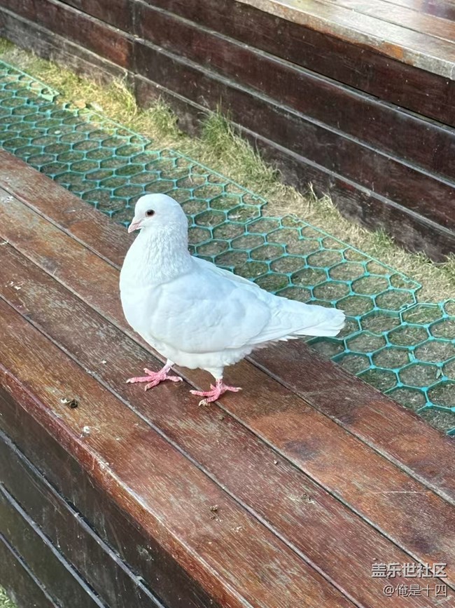 【Galaxy影像】自然的律動(dòng)+ 喂鴿子