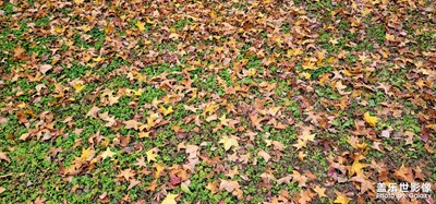 季節(jié)交替，時(shí)間就是這樣溜走的。