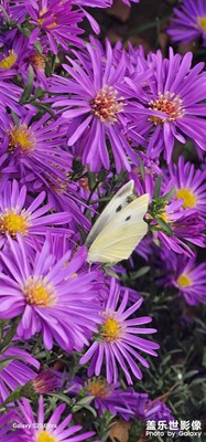 【秋冬時(shí)光】街邊小花