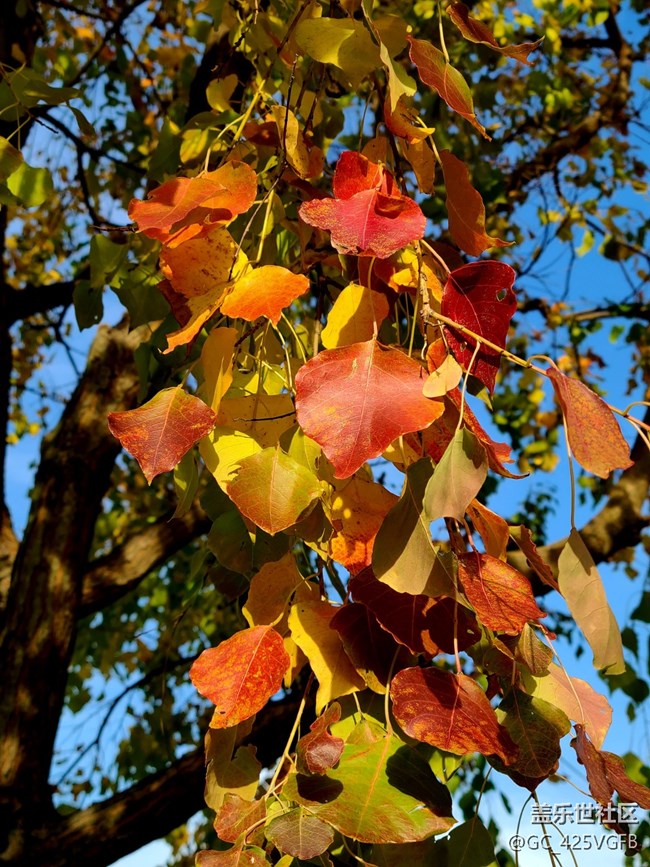 【紅韻流彩】紅韻秋天