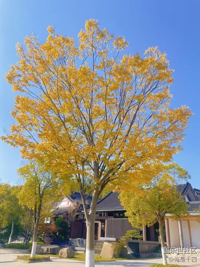 【Galaxy影像】自然的律動(dòng)+ 喂鴿子