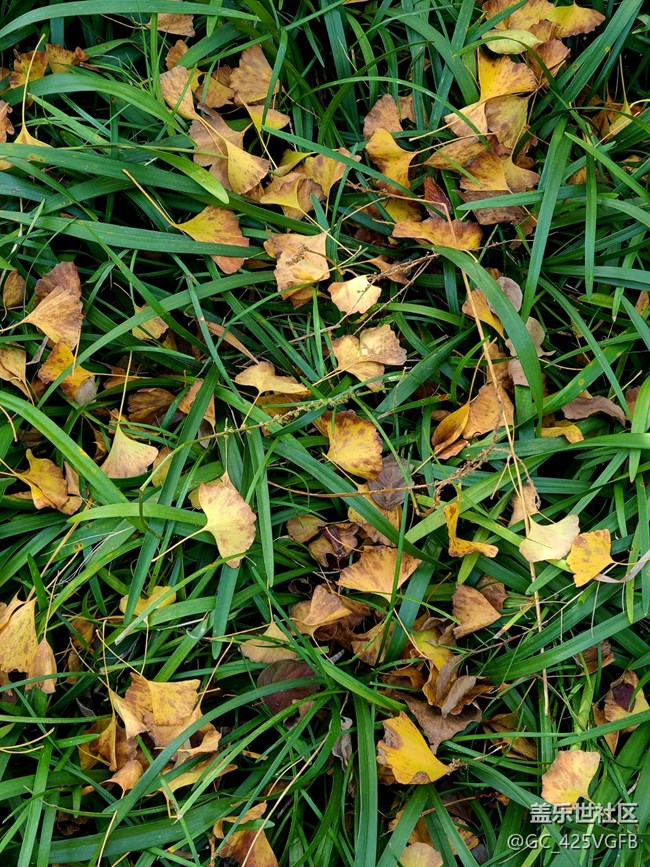 【城市的秋日印記】城中秋色