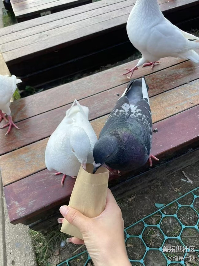 【Galaxy影像】自然的律動(dòng)+ 喂鴿子