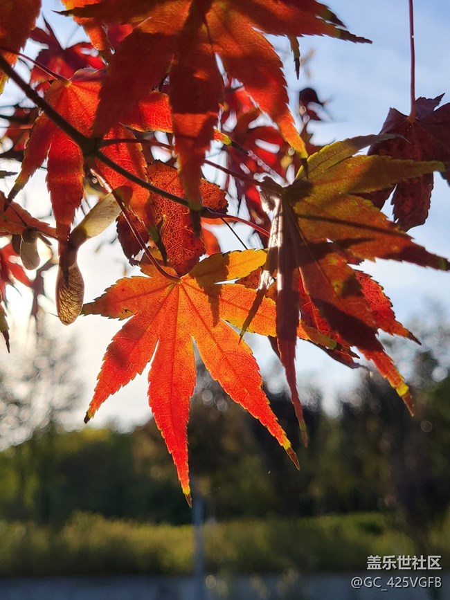 【紅韻流彩】紅韻秋天
