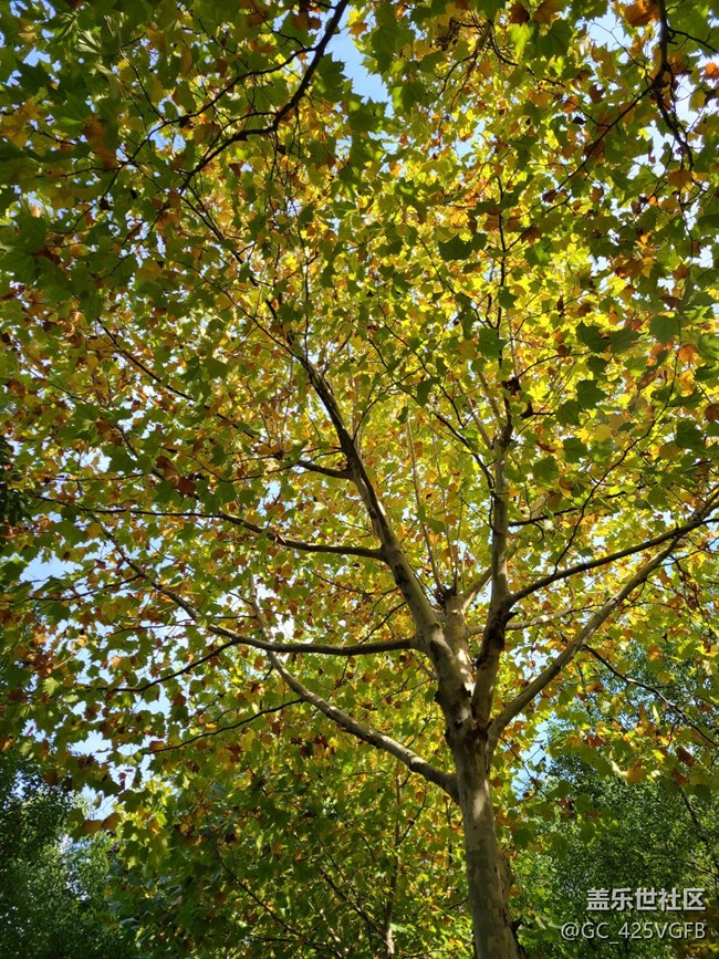 【城市的秋日印記】城中秋色