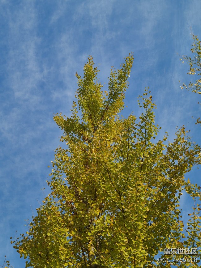 【城市的秋日印記】城中秋色