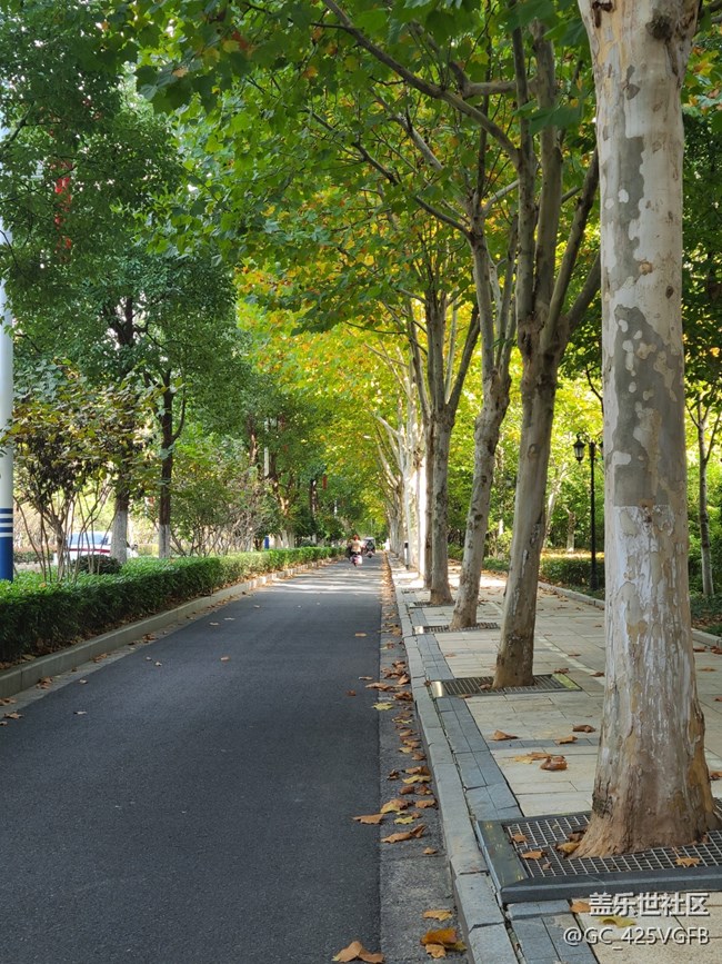 【城市的秋日印記】城中秋色