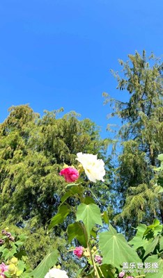 【秋冬時光】向陽而生