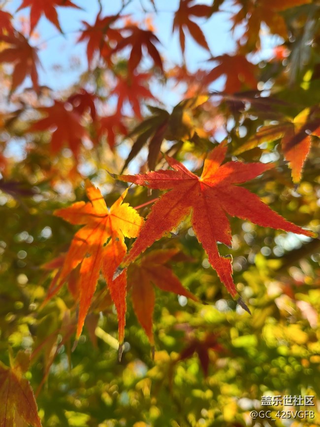 【紅韻流彩】紅韻秋天