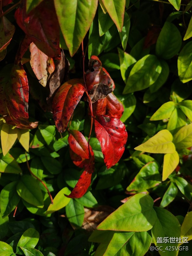 【紅韻流彩】紅韻秋天