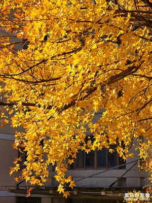 【秋冬時(shí)光】+東北的秋葉黃啦