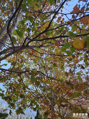 秋冬時光 深秋隨手拍