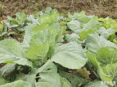 【秋冬時光】+?田園牧歌