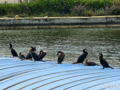 【秋冬時(shí)光】動(dòng)物植物