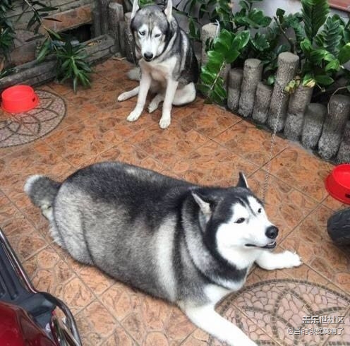 瘦子羨慕胖子，一副生無可戀的表情~