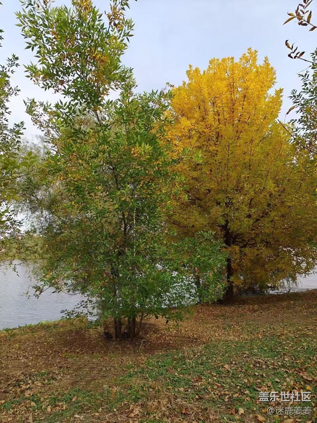 【初冬來】初冬雖悄然而至，秋意秋韻仍濃！