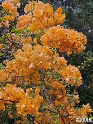 【秋冬時光】年末花展