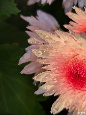 【秋冬時光】+賞秋菊