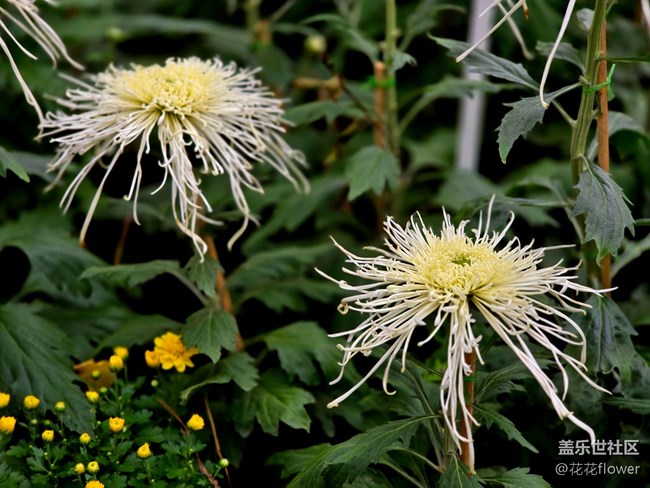 【匯龍?zhí)毒栈ㄕ咕€下攝影活動】+蝶戀花