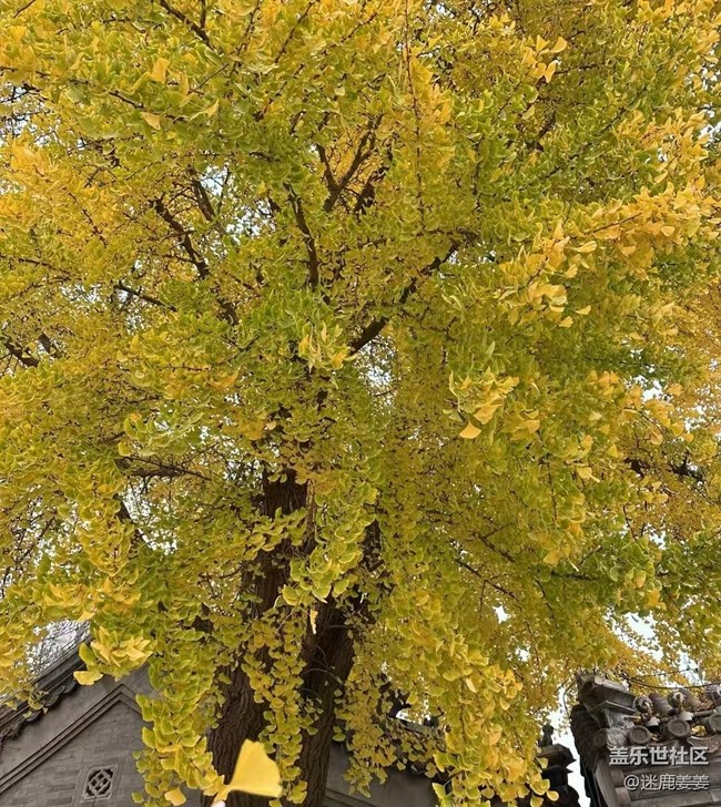 【初冬來】初冬雖悄然而至，秋意秋韻仍濃！