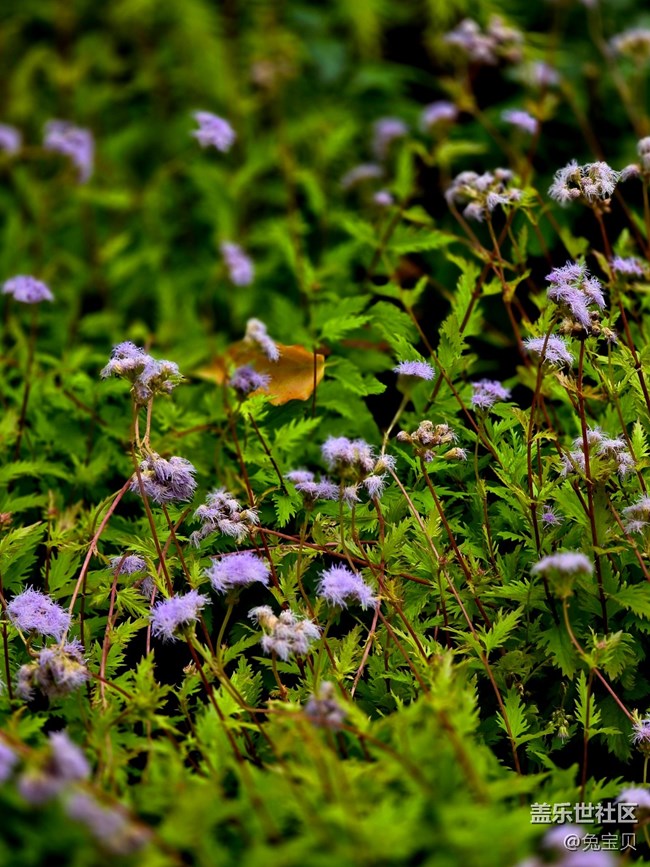 【匯龍?zhí)毒栈ㄕ咕€下攝影活動】+自動濾鏡