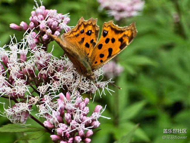 【匯龍?zhí)毒栈ㄕ咕€下攝影活動】+蝶戀花