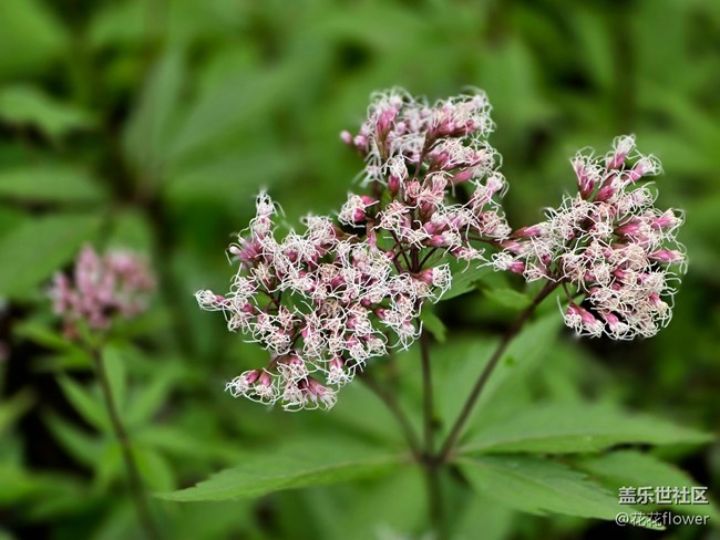 【匯龍?zhí)毒栈ㄕ咕€下攝影活動】+蝶戀花