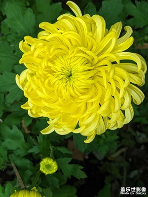 【秋冬時(shí)光】+ 菊花