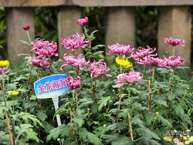 【匯龍?zhí)毒栈ㄕ咕€下攝影活動】+蝶戀花