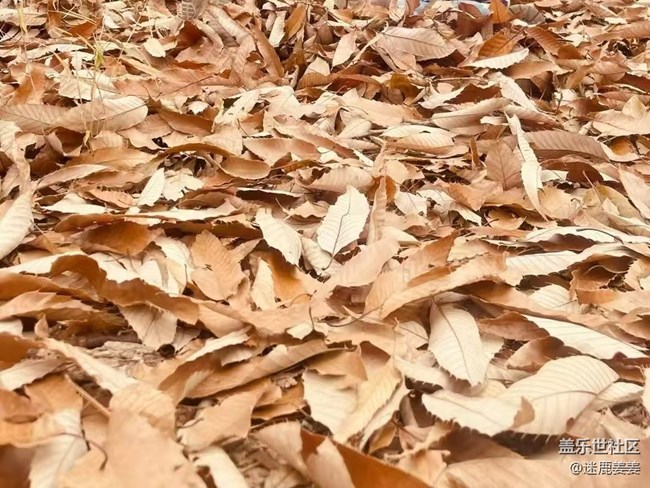 【初冬來】春夏秋冬四季輪回，沈城初冬悄然來臨.......