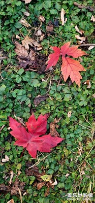 緩緩飄落的楓葉像思念，我點(diǎn)燃燭火溫暖歲末的秋天。