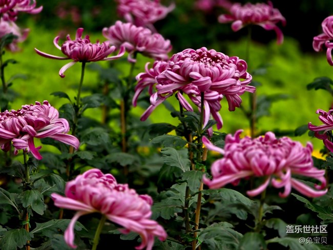 【匯龍?zhí)毒栈ㄕ咕€下攝影活動】+自動濾鏡