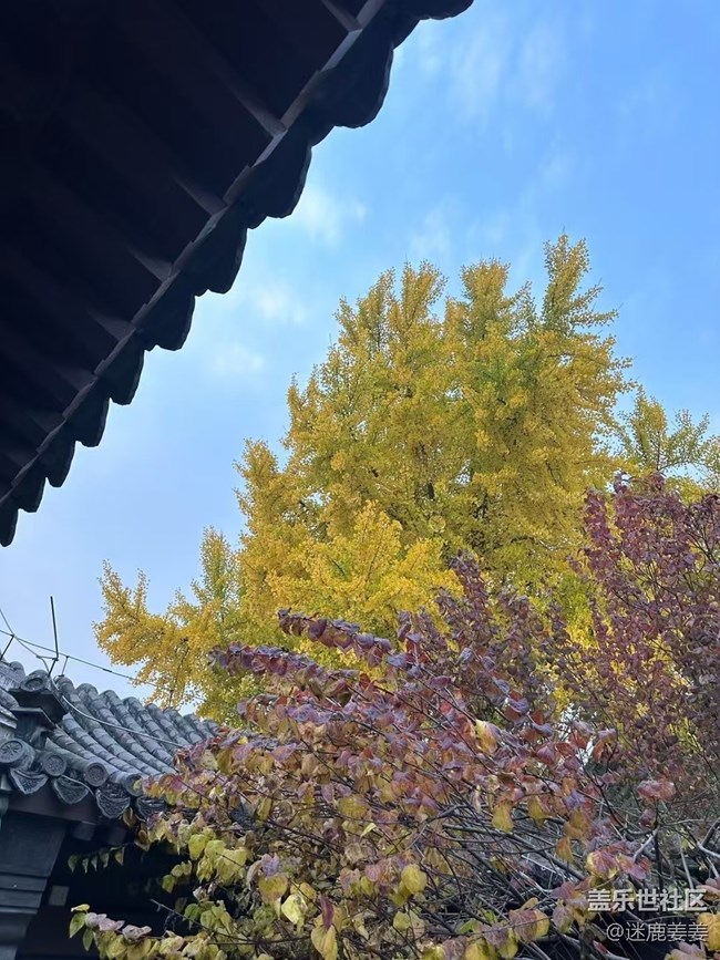 【初冬來】初冬雖悄然而至，秋意秋韻仍濃！