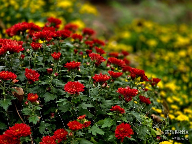 【匯龍?zhí)毒栈ㄕ咕€下攝影活動】+自動濾鏡