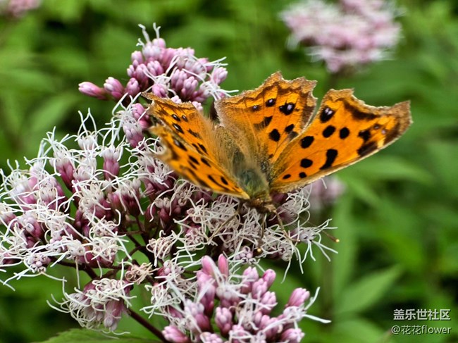 【匯龍?zhí)毒栈ㄕ咕€下攝影活動】+蝶戀花
