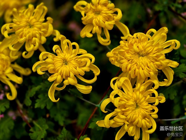 【匯龍?zhí)毒栈ㄕ咕€下攝影活動】+自動濾鏡