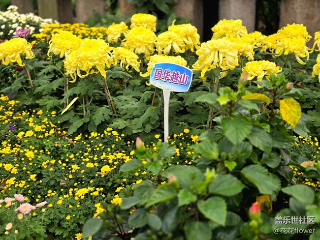 【匯龍?zhí)毒栈ㄕ咕€下攝影活動】+蝶戀花