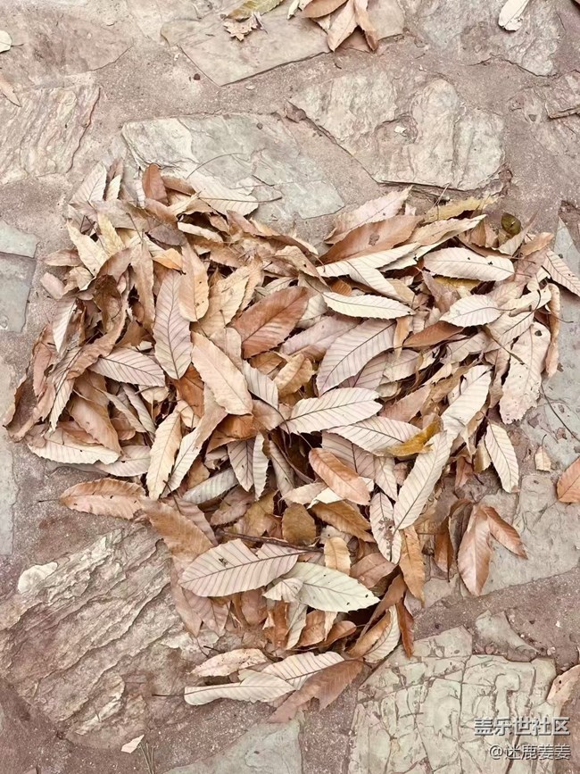 【初冬來】春夏秋冬四季輪回，沈城初冬悄然來臨.......