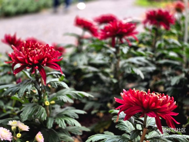 【匯龍?zhí)毒栈ㄕ咕€下攝影活動】+蝶戀花