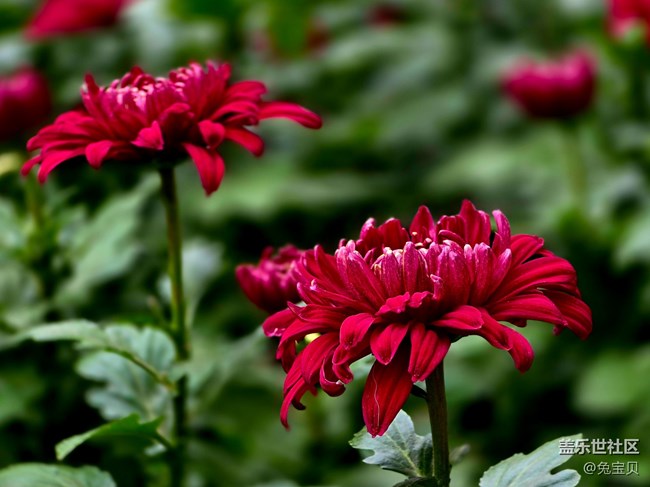 【匯龍?zhí)毒栈ㄕ咕€下攝影活動】+自動濾鏡