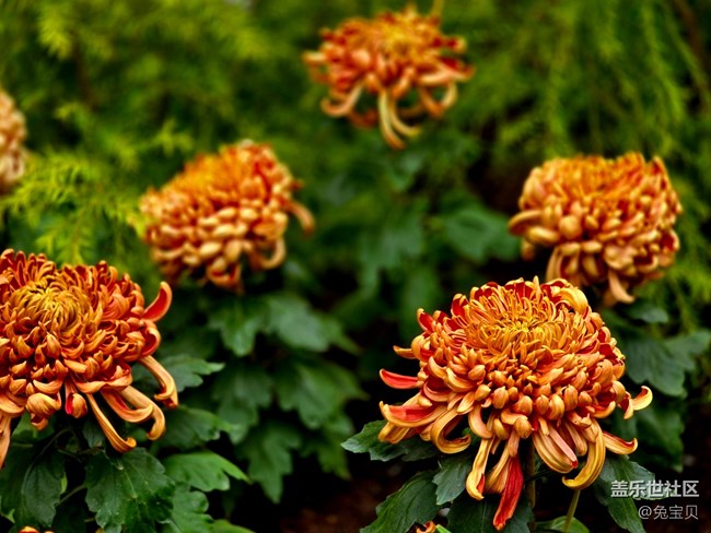 【匯龍?zhí)毒栈ㄕ咕€下攝影活動】+自動濾鏡