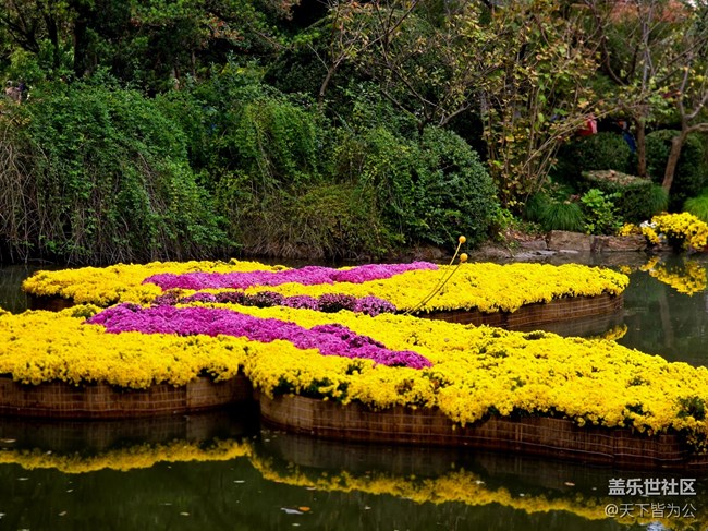 【匯龍?zhí)毒栈ㄕ咕€下攝影活動(dòng)】+菊花展