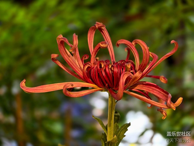 【匯龍?zhí)毒栈ㄕ咕€下攝影活動(dòng)】+菊花展