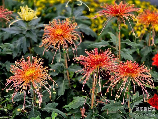 【匯龍?zhí)毒栈ㄕ咕€下攝影活動(dòng)】+菊花展