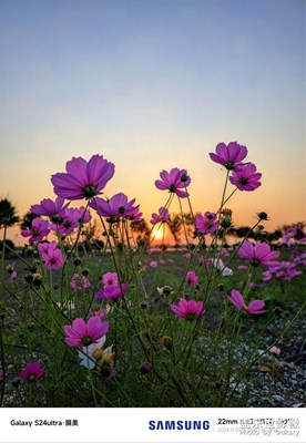 【秋冬時(shí)光】+夕陽，花