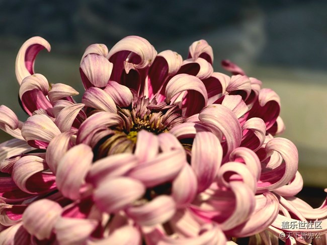 【匯龍?zhí)毒栈ㄕ咕€下攝影活動(dòng)】+菊花展