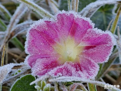 【秋冬時(shí)光】+ 花上霜